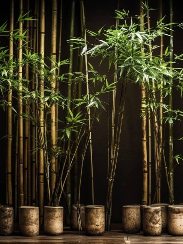 Bamboo Facts – Sustainable Living