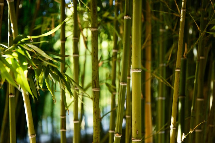 How Can Bamboo Be a Source for the Family